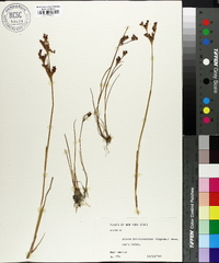 Juncus brevicaudatus image