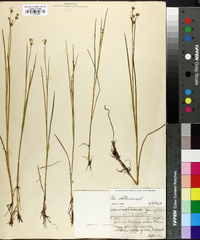 Juncus brevicaudatus image