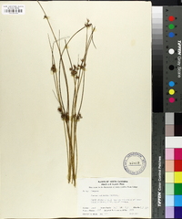 Juncus coriaceus image