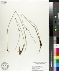 Juncus coriaceus image