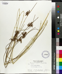 Juncus coriaceus image