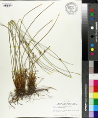 Juncus coriaceus image