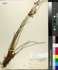 Juncus coriaceus image