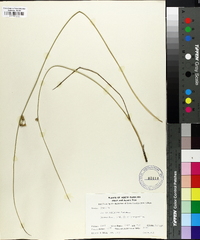 Juncus coriaceus image