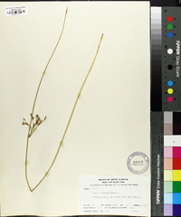 Juncus coriaceus image