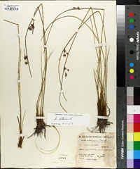 Juncus coriaceus image