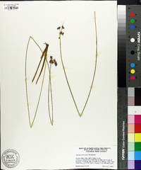 Juncus coriaceus image