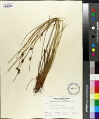 Juncus coriaceus image