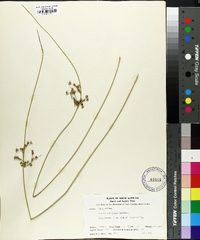 Juncus coriaceus image