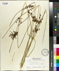 Juncus coriaceus image