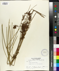 Juncus coriaceus image