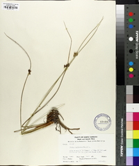 Juncus coriaceus image