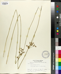 Juncus coriaceus image