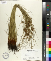 Juncus coriaceus image