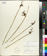 Juncus coriaceus image