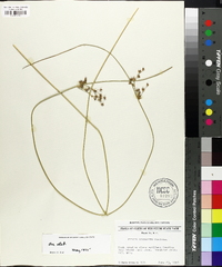 Juncus coriaceus image