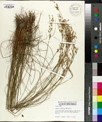 Juncus coriaceus image