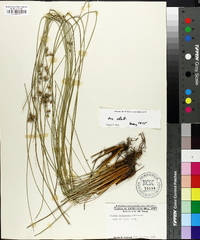 Juncus coriaceus image