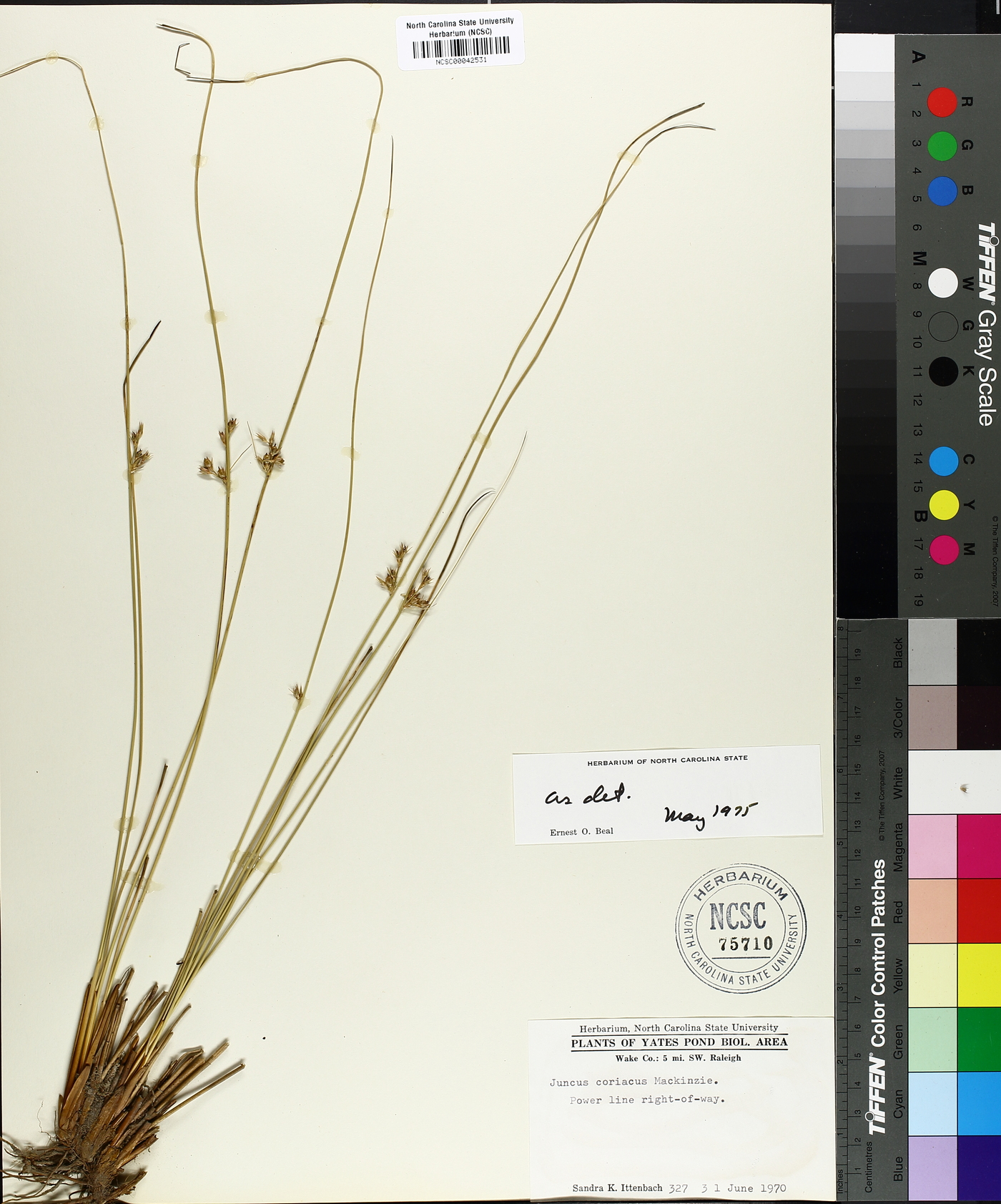 Juncus coriaceus image