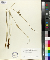 Juncus coriaceus image