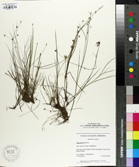 Juncus debilis image