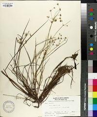 Juncus debilis image