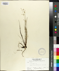 Juncus debilis image