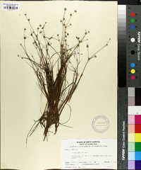 Juncus debilis image