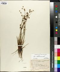 Juncus debilis image