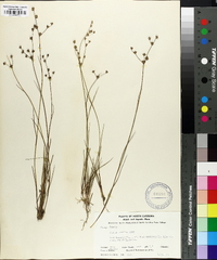 Juncus debilis image