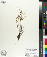 Juncus debilis image