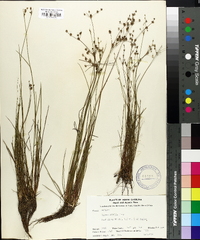 Juncus debilis image