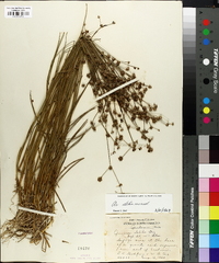 Juncus debilis image