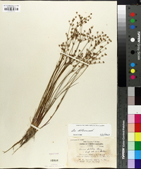 Juncus debilis image