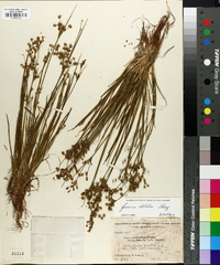 Juncus debilis image