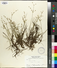 Juncus debilis image