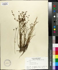 Juncus debilis image