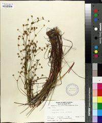 Juncus debilis image