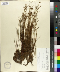 Juncus debilis image