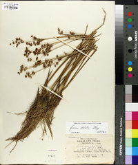 Juncus debilis image