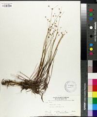 Juncus debilis image