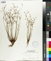 Juncus debilis image