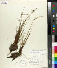 Juncus debilis image