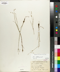 Juncus debilis image