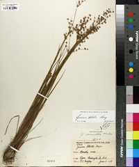 Juncus debilis image