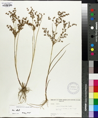 Juncus diffusissimus image