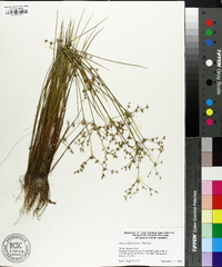 Juncus diffusissimus image