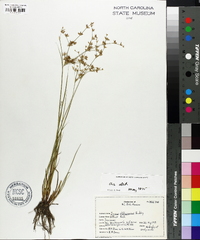 Juncus diffusissimus image