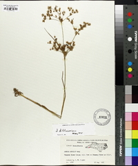 Juncus diffusissimus image