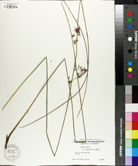 Juncus effusus var. solutus image